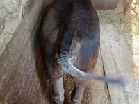 بقرة, Swiss cattle — الصورة 7