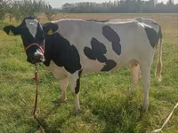 Kuh, Holstein-Rasse — Foto 2