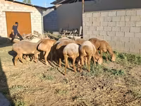 मेढ़ा, Hissar sheep — फ़ोटो 8