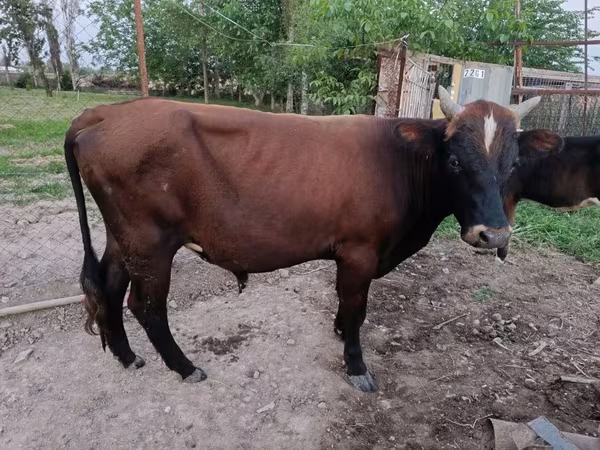 Bulle, Rinder — Usbekistan