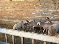 Schaf, Hissar sheep — Foto 1