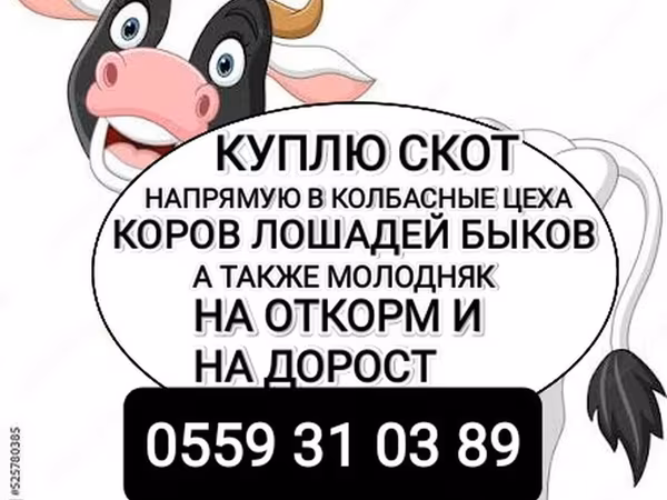 Бык, Коровы — Кыргызстан