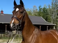 Yegua, Dutch warmblood horse — foto 1