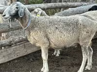 Oveja, Ovejas — foto 2