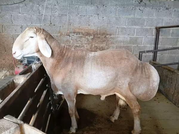 Carnero, Rhon sheep — Kirguistán