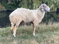 मेढ़ा, Karakul sheep — फ़ोटो 2