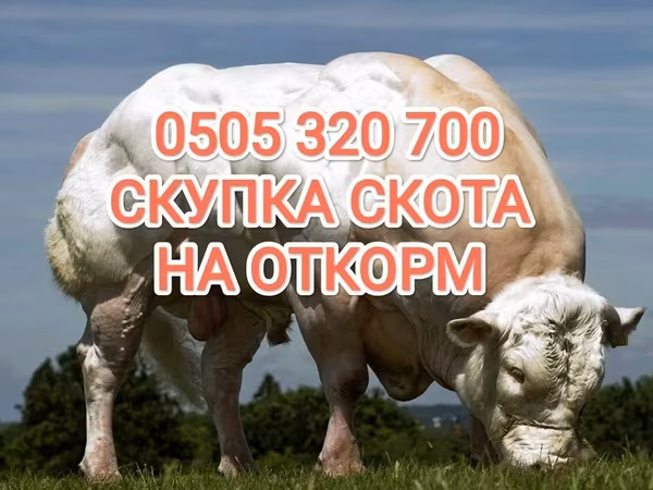 Бык, Коровы — Кыргызстан