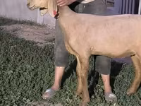 Schaf, Arashan sheep — Foto 1