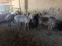 نعجة, الأغنام — الصورة 4