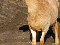 Widder, Arashan sheep — Foto 1