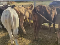 Kuh, Holstein-Rasse — Foto 3