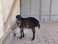 كبش, الأغنام — الصورة 1