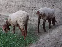 كبش, الأغنام — الصورة 3