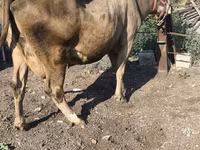 Vaca, Raza Alatau — foto 4