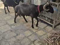 Oveja, Ovejas — foto 5