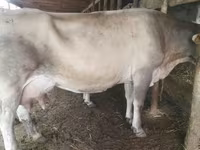 Kuh, Swiss cattle — Foto 3