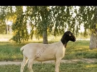 Widder, Edilbay sheep — Foto 6