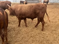 Bull, Kalmyk breed — photo 1