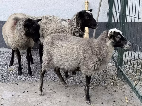 Баран, Гиссарская овца