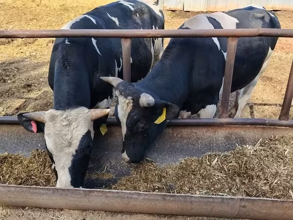 Carnero, Edilbay sheep