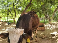 Toro, Simmental cattle — foto 3