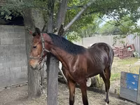 Caballo, Anglo-Arabian — foto 2