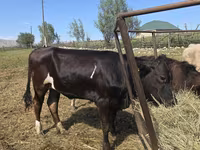 Kuh, Swiss cattle — Foto 3