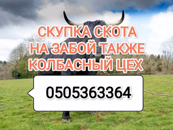Бык, Коровы