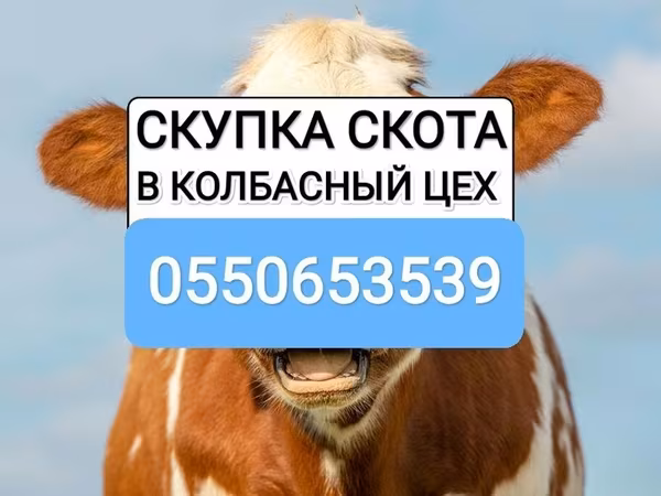 Бык, Коровы