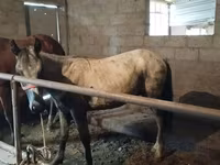 حصان, Horse breed — الصورة 1