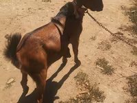 बकरा, Nubian Goat — फ़ोटो 2