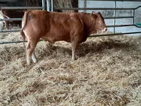 Bulle, Limousin-Kuh — Foto 8