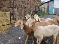 نعجة, Arashan sheep — الصورة 6