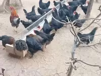 Chickens — 照片 2