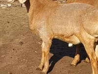 Widder, Arashan sheep — Foto 2