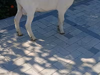公山羊, Saanen goat — 照片 2