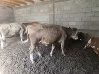 Toro, Simmental cattle — foto 2