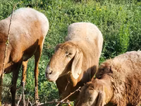 Oveja, Rhon sheep — foto 4