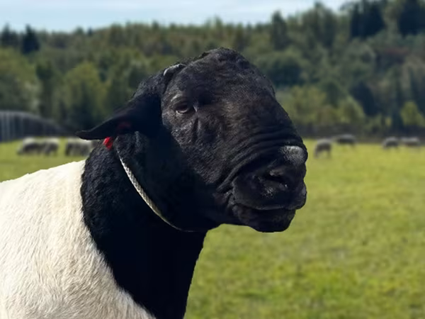 Carnero, Dorper sheep