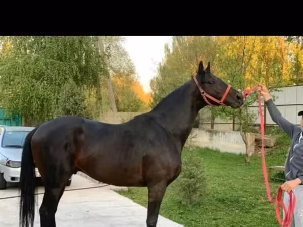 Кобыла, Лошади — Кыргызстан