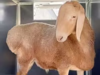 Ram, Rhon sheep — photo 4