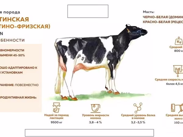 Vaca, Raza Holstein