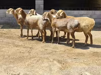 نعجة, Arashan sheep — الصورة 4