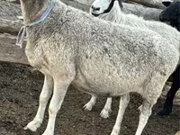 Oveja, Ovejas — foto 1