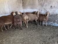 Oveja, Ovejas — foto 5
