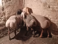 Ram, Rhon sheep — photo 1