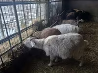 Ziege, Alpine goat — Foto 4