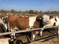 Toro, Raza rojo-moteada — foto 2