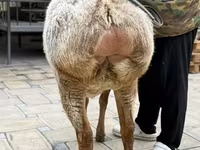 Schaf, Arashan sheep — Foto 6