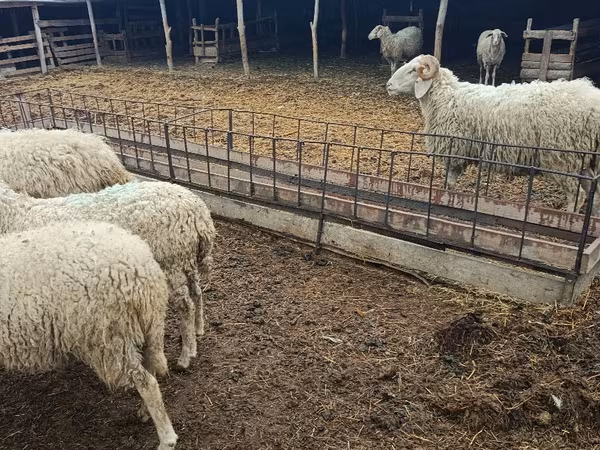 Ram, Sheep